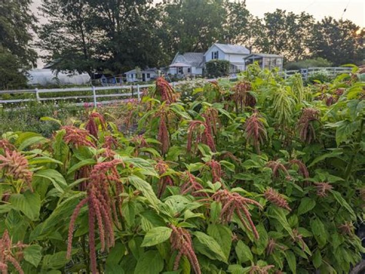 Are amaranth native to texas?