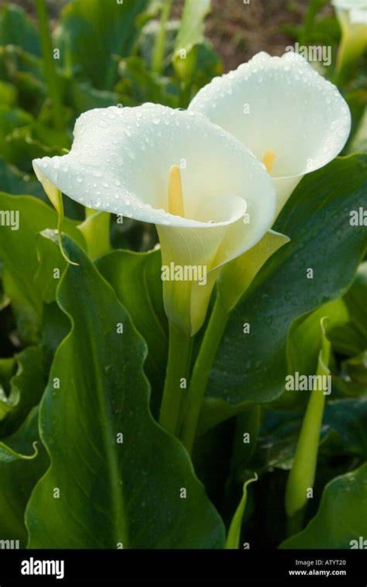 Are arum lilies evergreen?