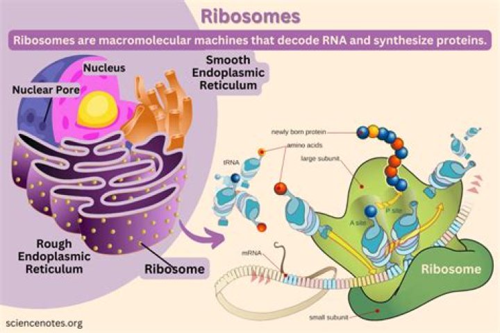 Are bound and free ribosomes structurally different?