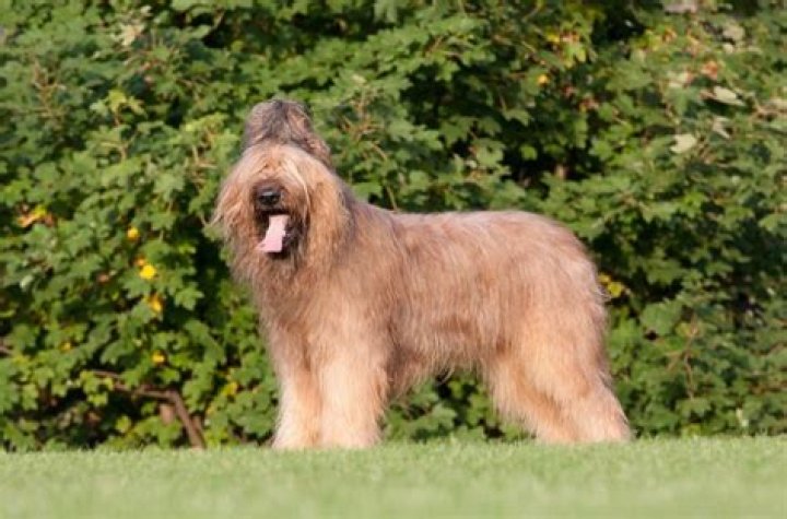 Are briards good guard dogs?