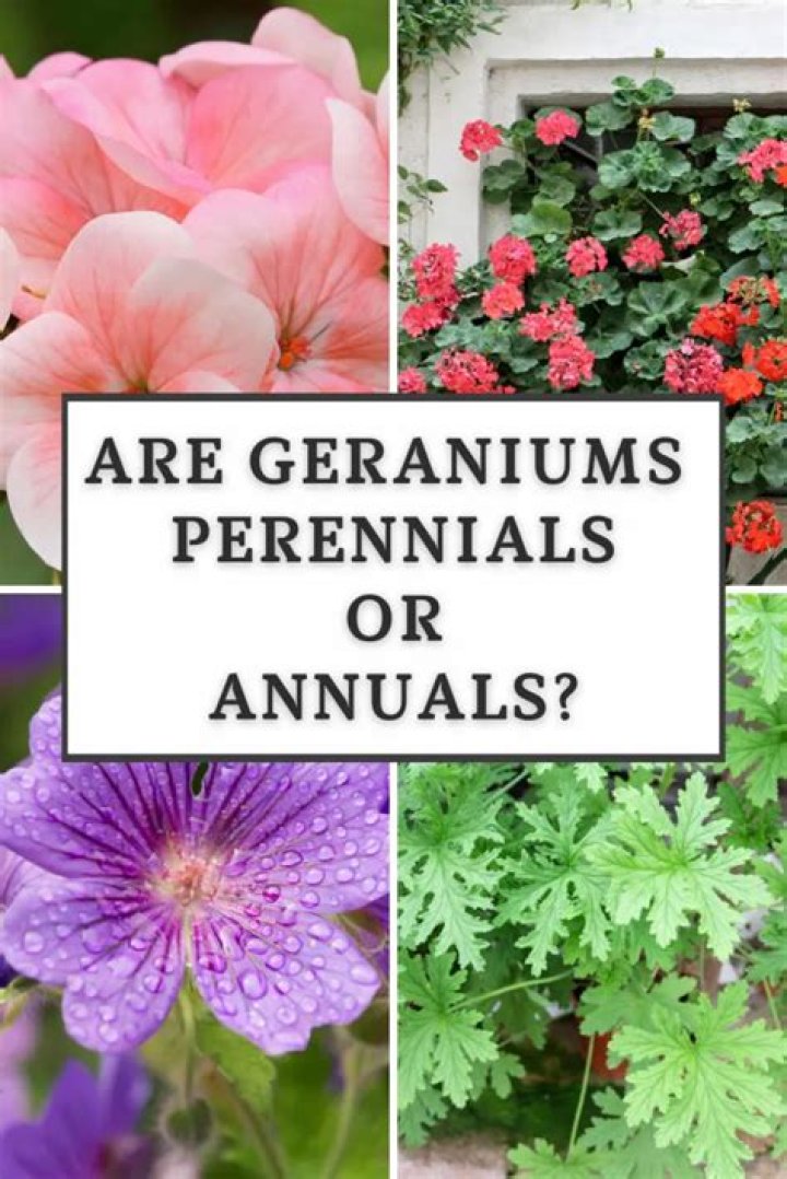 Are cattails annuals or perennials?