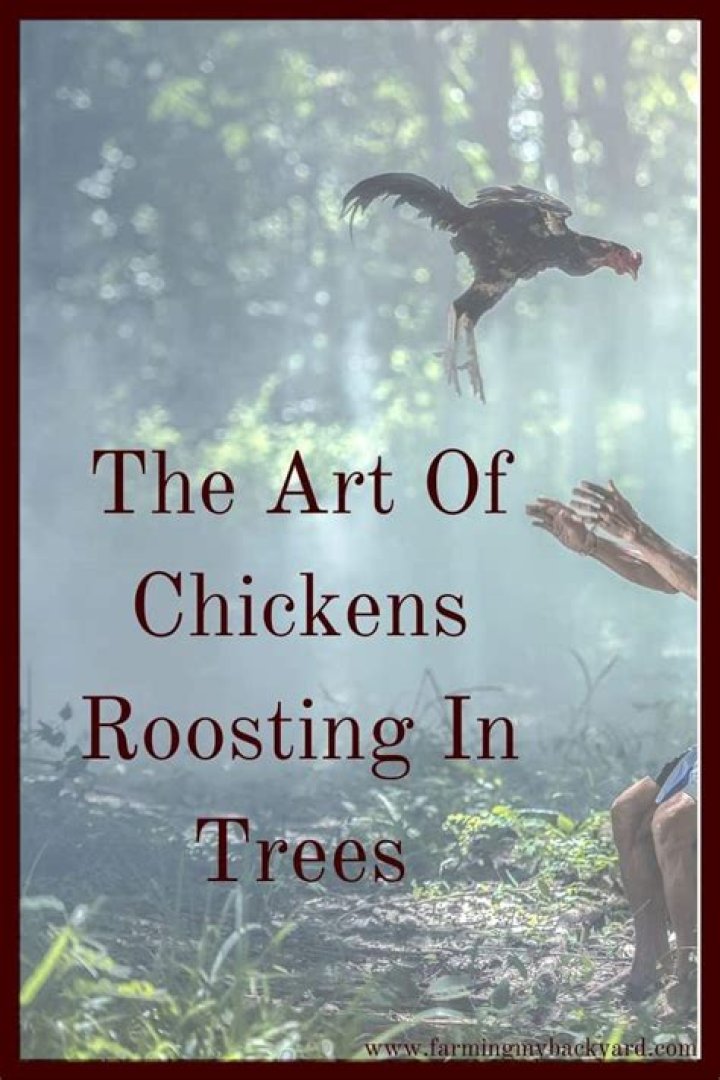 Are chickens safe roosting in trees?