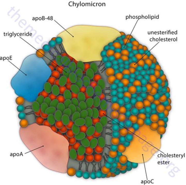Are chylomicrons water soluble?