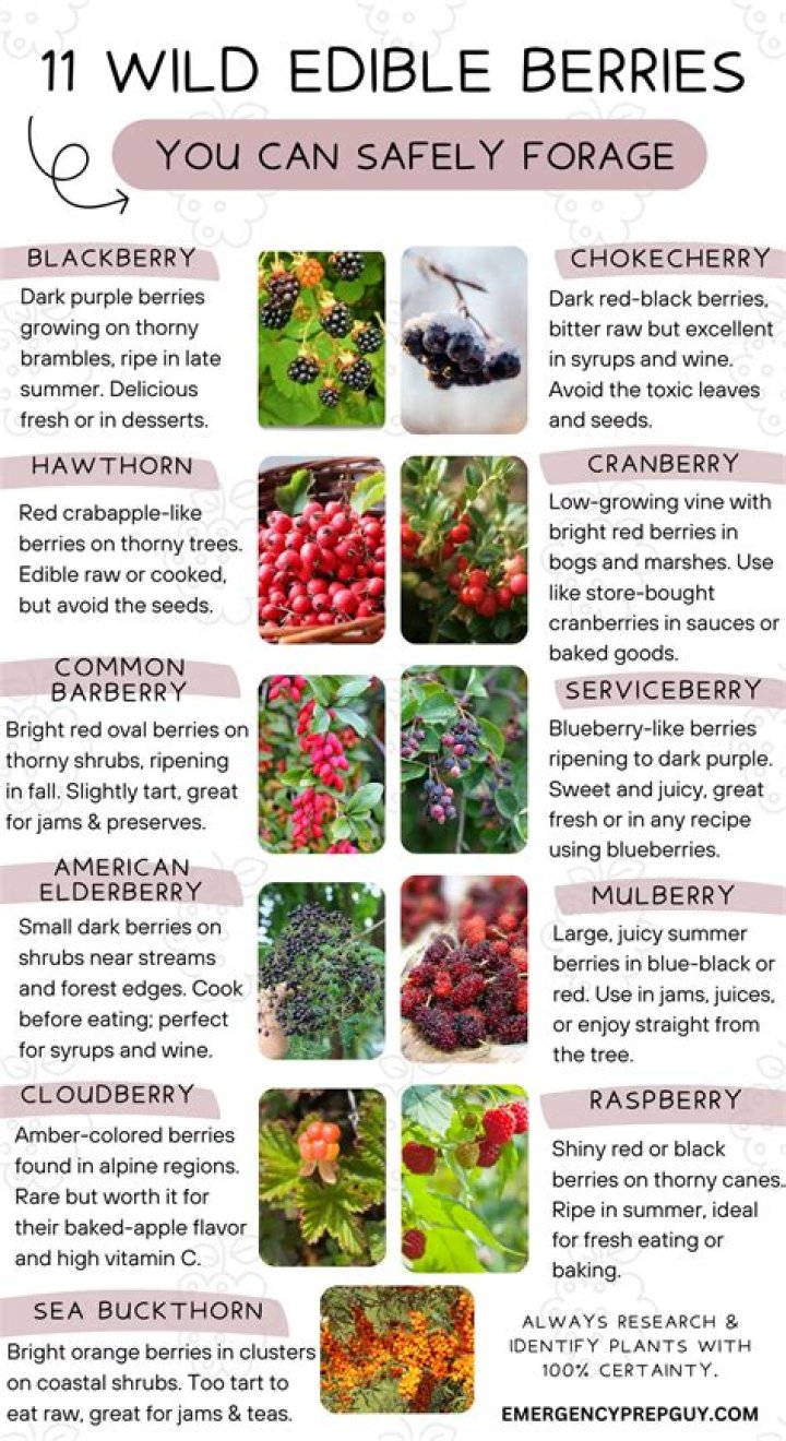 Are cornus berries edible?