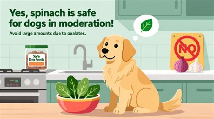Are dogs allowed spinach?