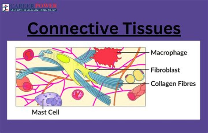 Are monocytes in connective tissue?