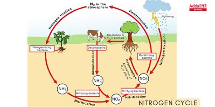 Are nitrogen in the atmosphere?