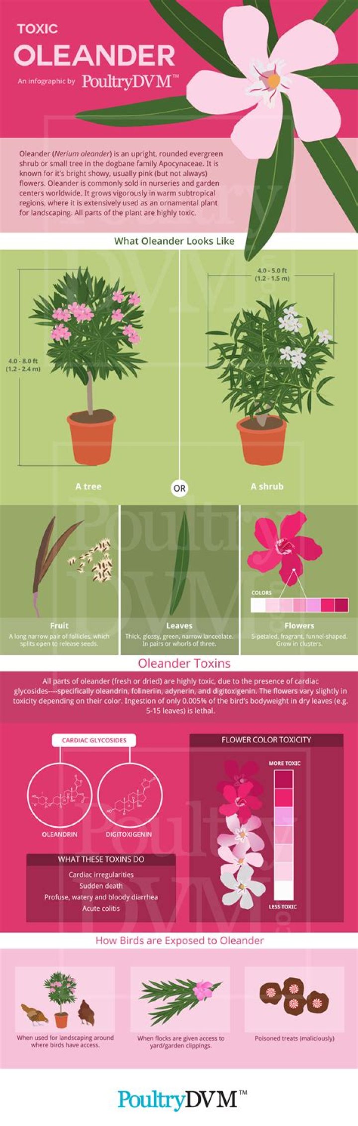 Are oleanders poisonous to humans?