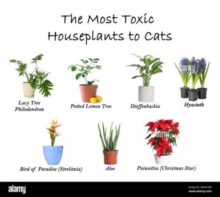 Are rhipsalis plants toxic to cats?