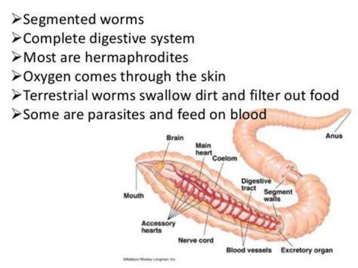 Are segmented worms hermaphrodites?
