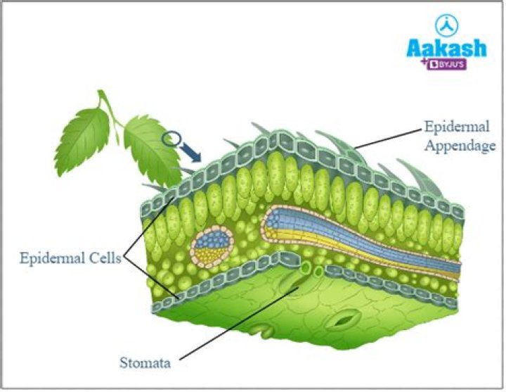 Are stomata epidermal cells?