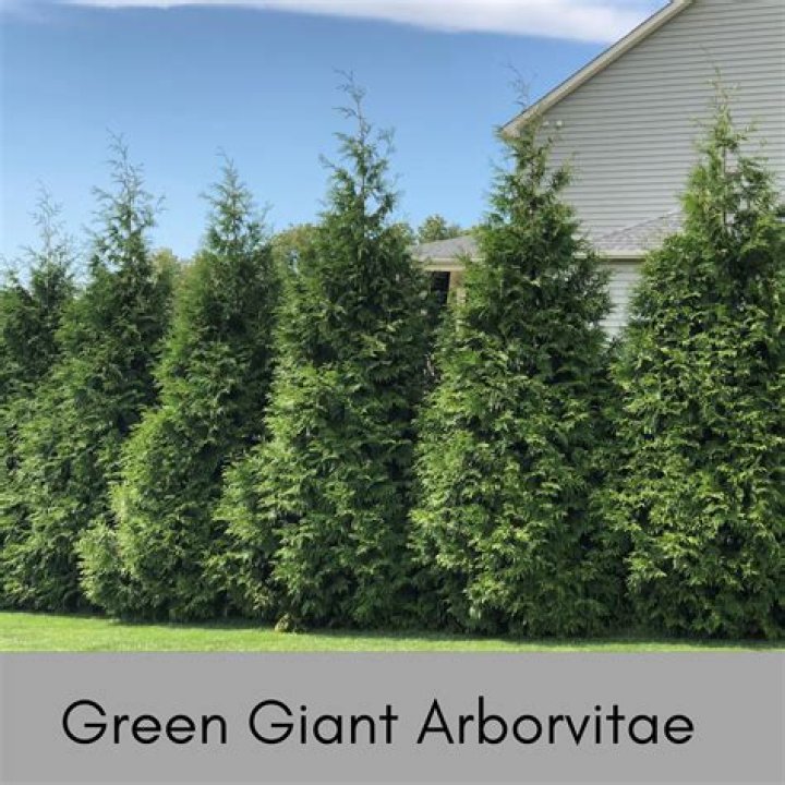 Are techny arborvitae deer resistant?
