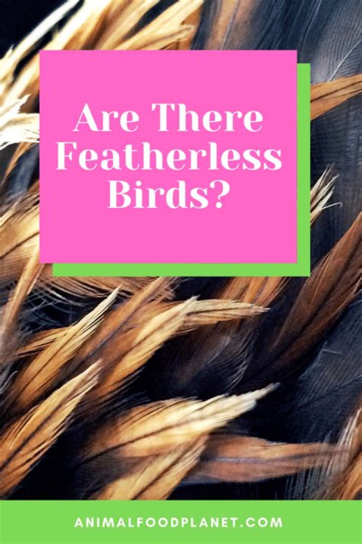 Are there featherless birds?