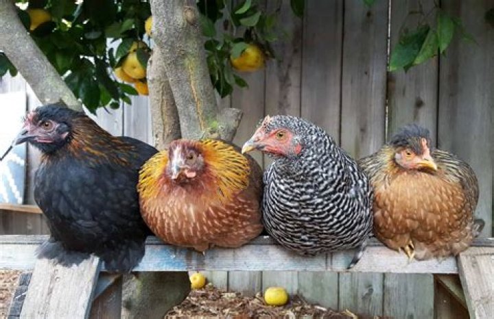 At what age do chickens start roosting?