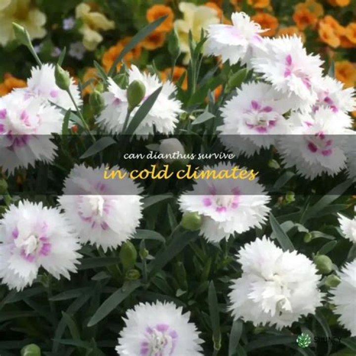 Can dianthus survive frost?