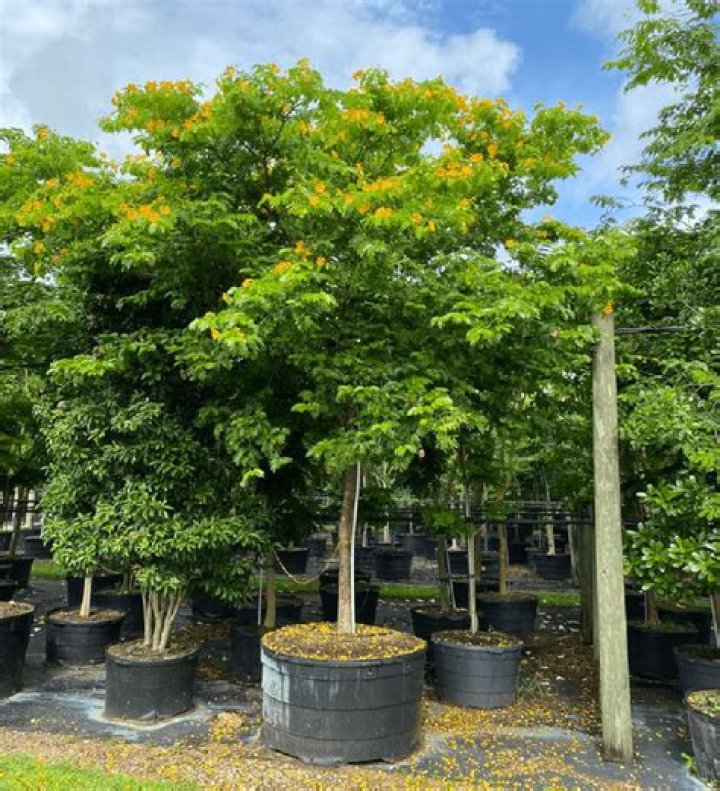 Can i buy full grown trees?
