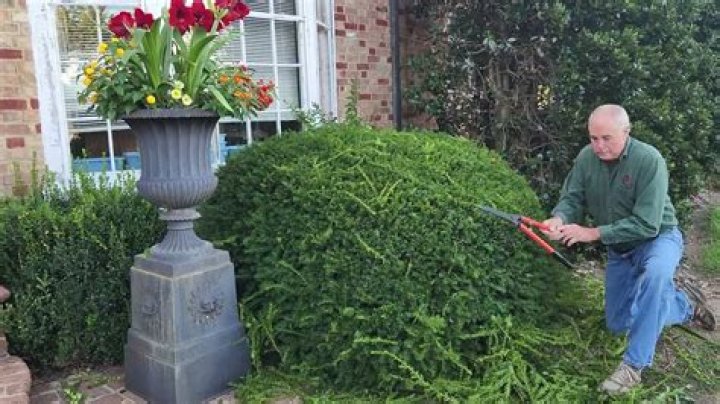 Can i cut back persian shield?