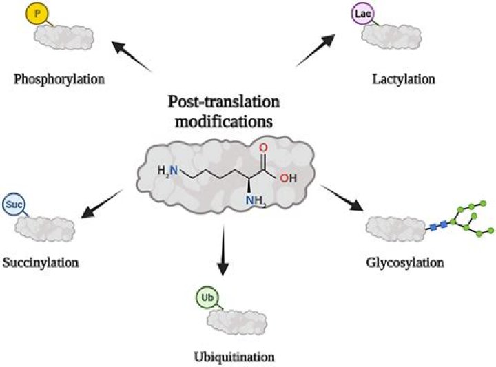 Can modifications be plural?