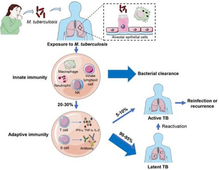 Can tuberculosis be prevented by immunization?