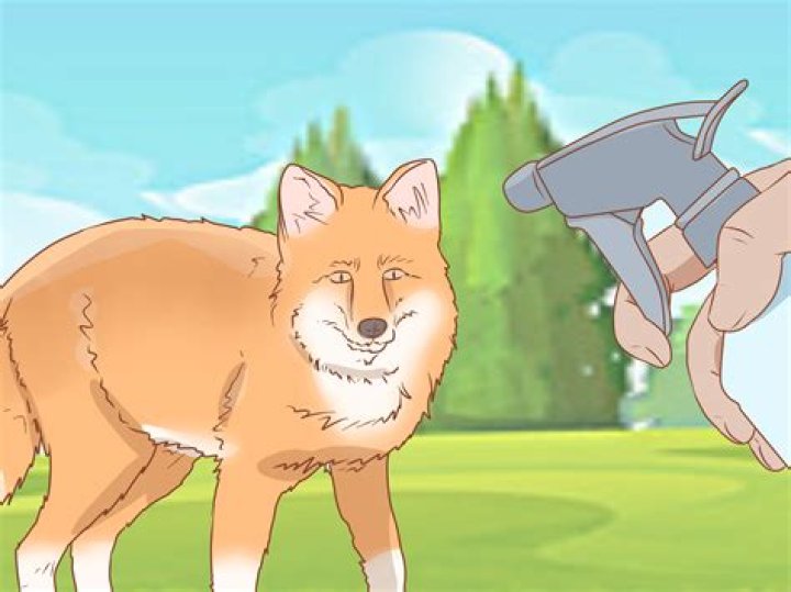 Can u tame a fox?