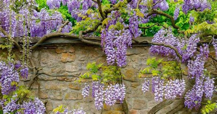 Can you cut back cerinthe?
