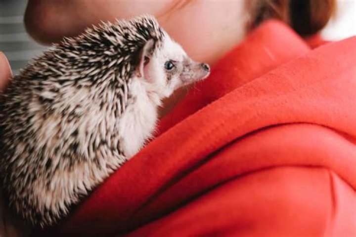 Could you keep hedgehogs as pets?