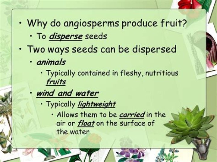 Do angiosperms produce fruit?