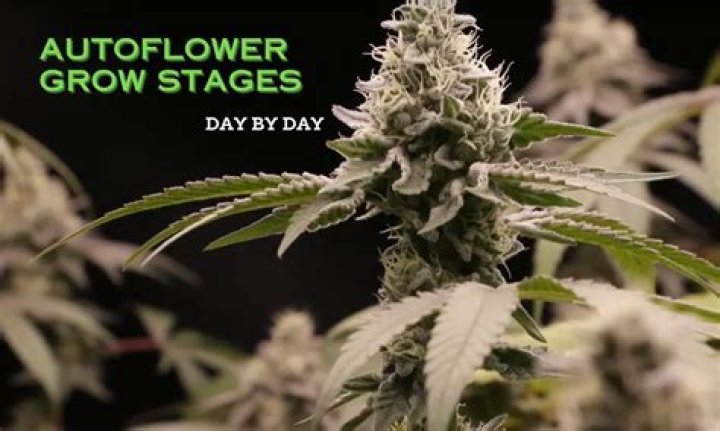 Do autoflowers double in size during flowering?