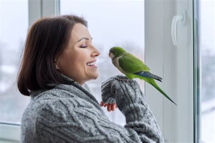 Do caique parrots make good pets?