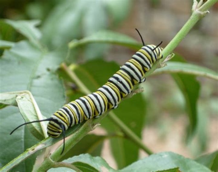 Do caterpillars have feelers?