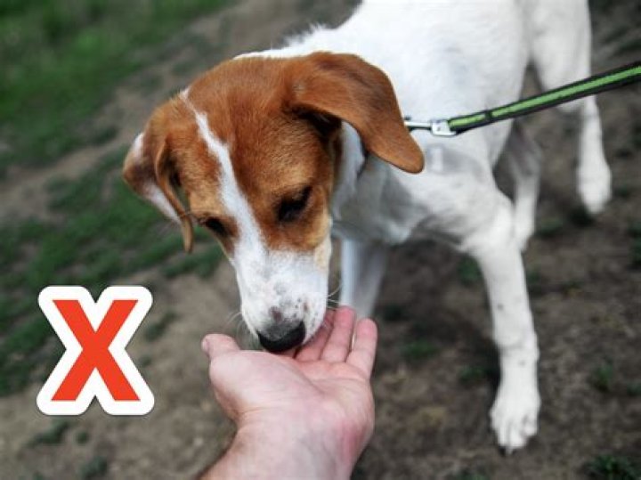 Do dogs get confused when you move?