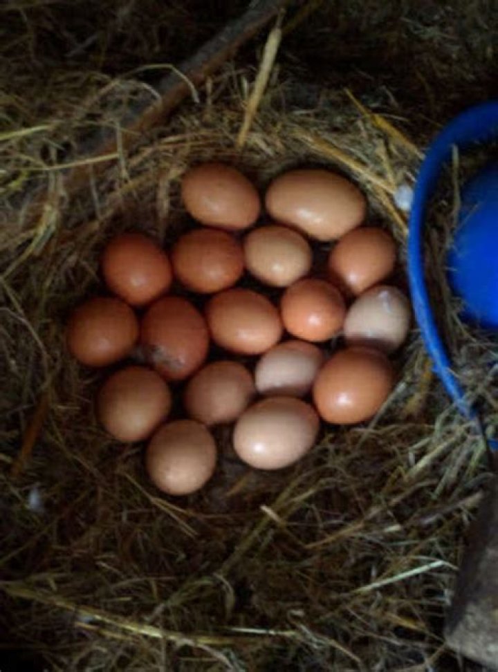 Do fake eggs help chickens lay?