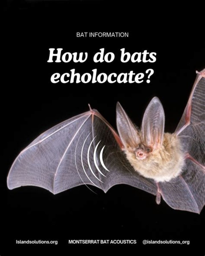 Do fruit bats echolocate?