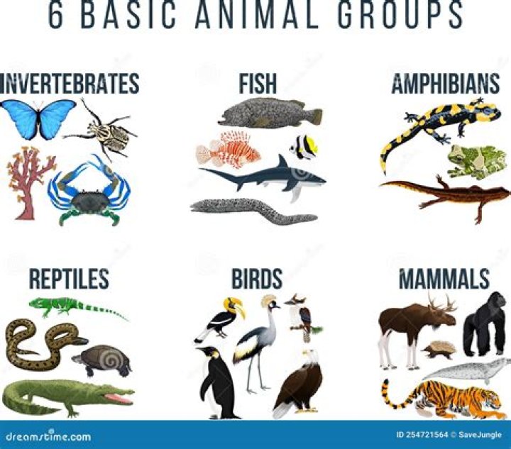 Do ibex live in groups?