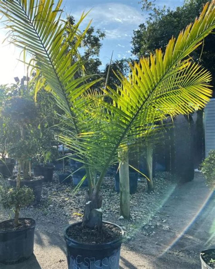 Do majesty palms grow fast?
