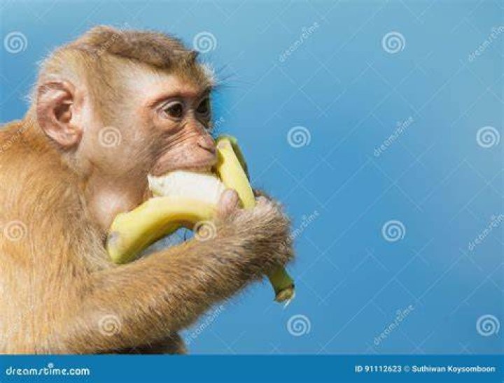 Do monkeys eat banana?