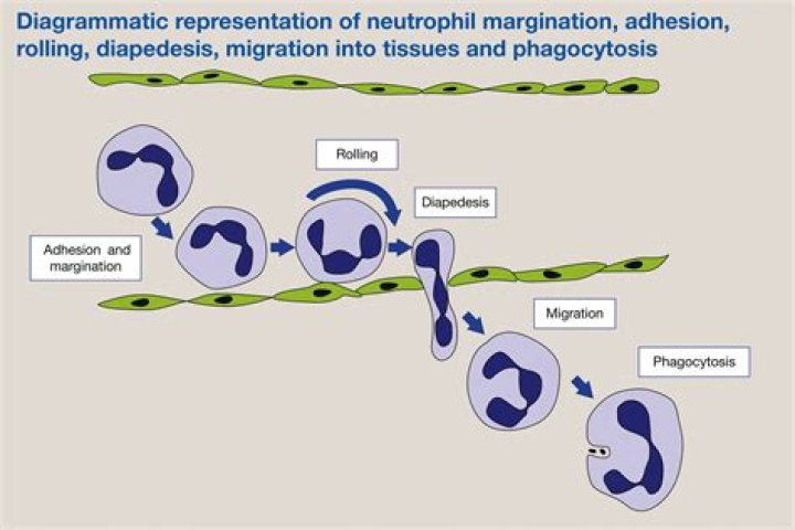 Do neutrophils undergo diapedesis?