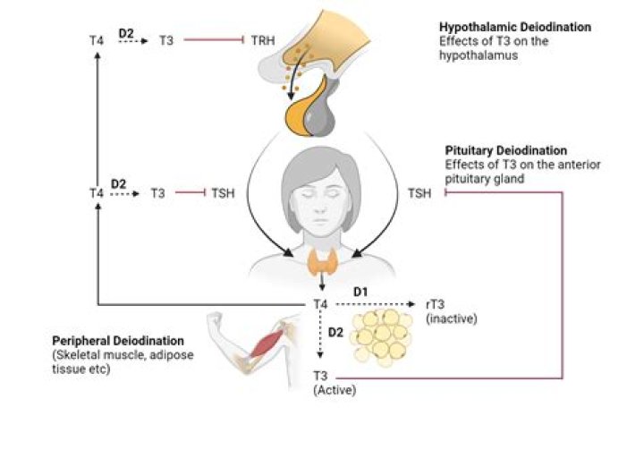 Do thyroid hormones aid in glycogenesis?