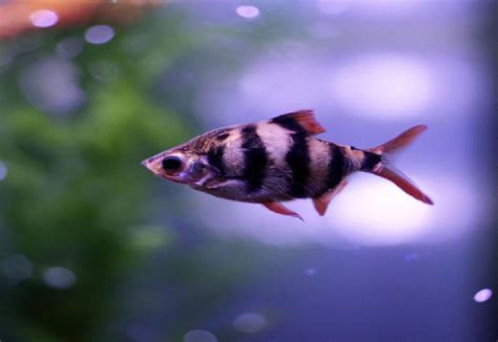 Do tiger barb fish need an air pump?