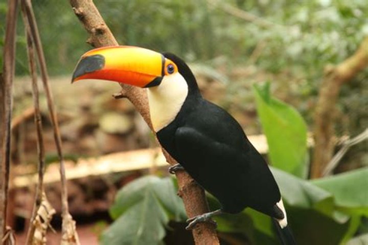 Do toucans live in the amazon rainforest?