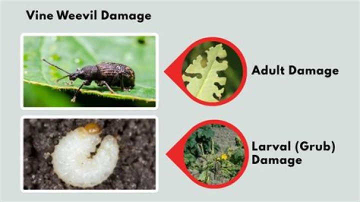 Do vine weevil drown?