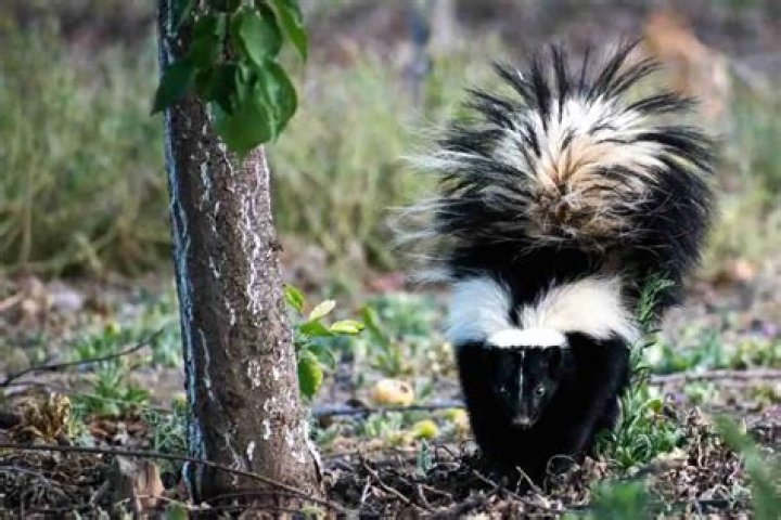 Do wild skunks eat?