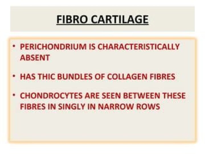 Does fibrocartilage have chondrocytes?