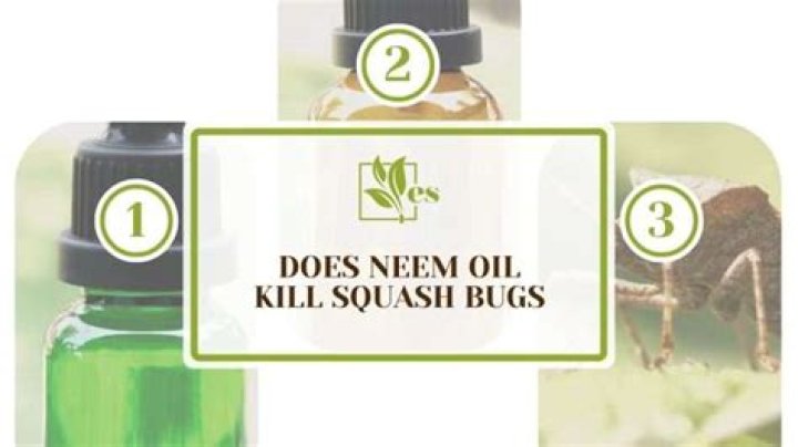 Does neem oil kill squash bugs?