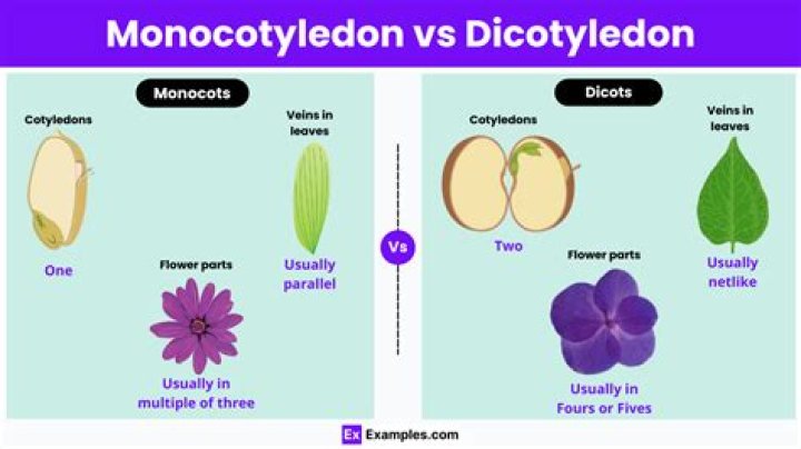 How do you spell dicotyledonous?