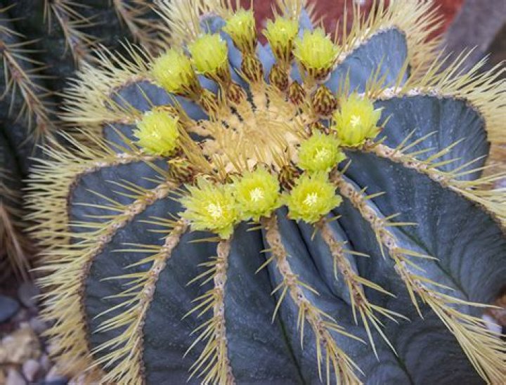 How to care for ferocactus?