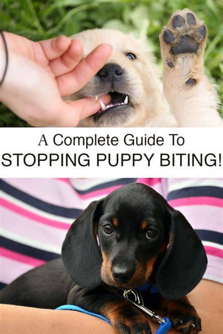 How to stop my puppy biting hard?