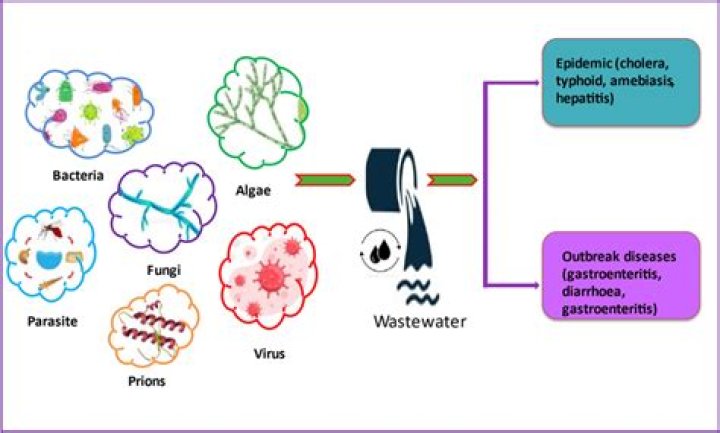How water borne diseases spread?