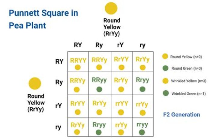 In a punnett square what is represented by the inside boxes?