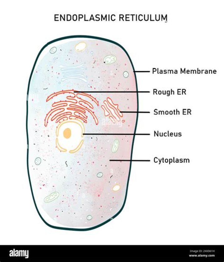 In what endoplasmic reticulum is absent?